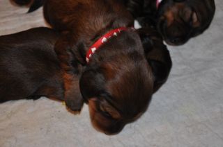 Jamniki d�ugow�ose